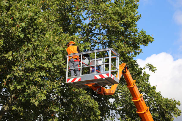 Best Tree Removal  in Van Alstyne, TX