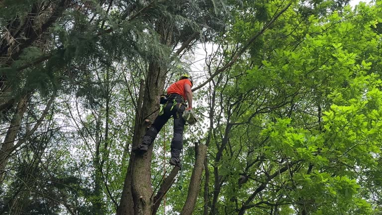 Best Tree Risk Assessment  in Van Alstyne, TX