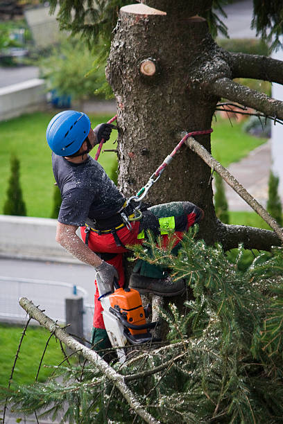 Best Tree Disease Treatment  in Van Alstyne, TX