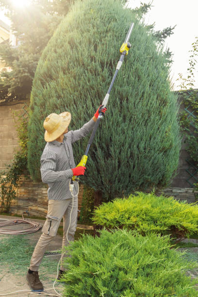 Best Tree Maintenance Programs  in Van Alstyne, TX