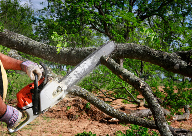 Best Commercial Tree Services  in Van Alstyne, TX